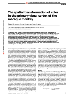 The spatial transformation of color in the primary visual cortex of the
