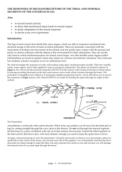 the responses of mechanoreceptors of the tibial and femoral
