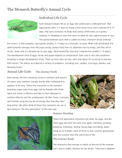The Monarch Butterfly`s Annual Cycle