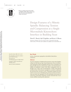 Design Features of a Mitotic Spindle