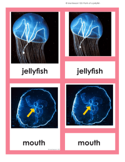 jellyfish jellyfish mouth mouth