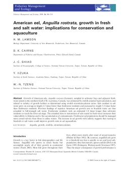 American eel, Anguilla rostrata, growth in fresh and salt water