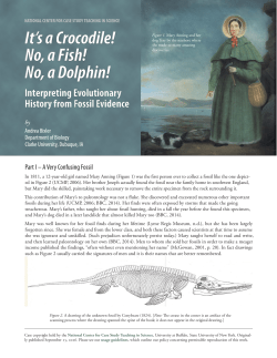 It`s a Crocodile! No, a Fish! No, a Dolphin!