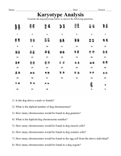 Karyotype Analysis