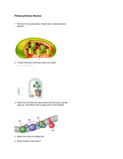 Photosynthesis Card Review