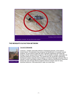 the mosquito olfaction network