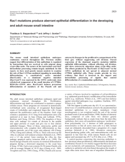 Rac1 affects intestinal epithelial differentiation
