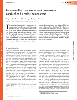 Balanced Ero1 activation and inactivation establishes ER redox