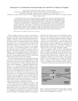 Emergence of synchronized beating during the regrowth of