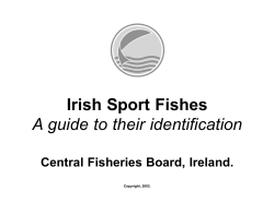 Irish Sports fish ()