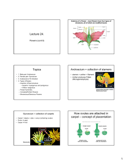 concept of placentation