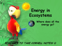 Energy Flow Through an Ecosystem