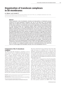 Organization of translocon complexes in ER membranes