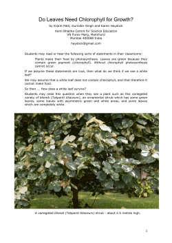 Do Leaves Need Chlorophyll