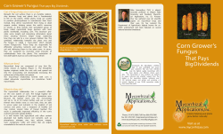 Corn Grower`s Fungus - Mycorrhizal Applications