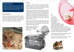 AP1113458__Pet Hamster