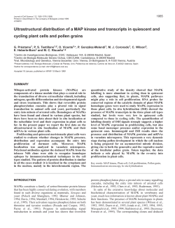 MAPK in situ localization in plant cells