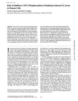 Role of Inhibitory CDC2 Phosphorylation in Radiation