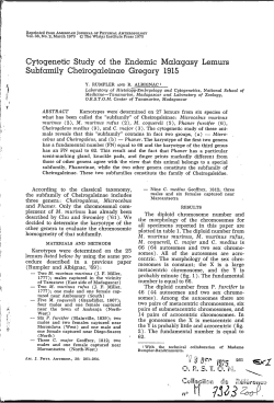 Cytogenetic study of the endemic malagasy Lemurs subfamily