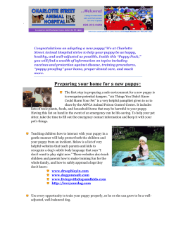 Preparing your home for a new puppy