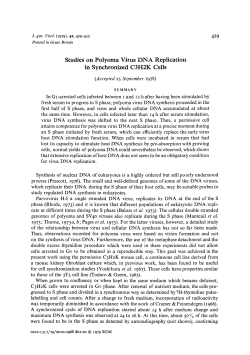 Studies on Polyoma Virus DNA Replication in Synchronized C3H2K
