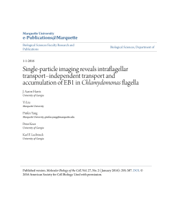 Single-particle imaging reveals intraflagellar transport&ndash;independent