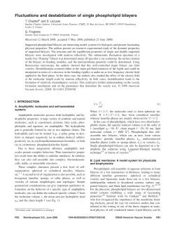 Fluctuations and destabilization of single phospholipid bilayers