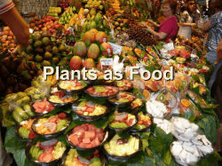 Plants as Food