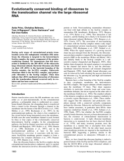Evolutionarily conserved binding of ribosomes to the translocation