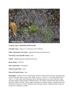 Common Name: BIGHORN HORNWORT Scientific Name