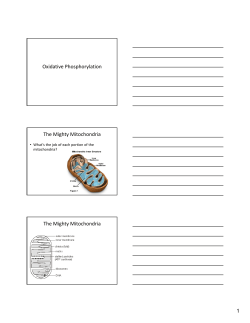 Oxidative Phosphorylation The Mighty Mitochondria The Mighty