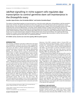 Jak/Stat signalling in niche support cells regulates dpp transcription