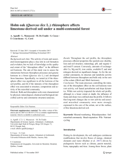 Holm oak (Quercus ilex L.) rhizosphere affects limestone