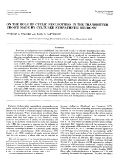 on the role of cyclic nucleotides in the transmitter choice made by