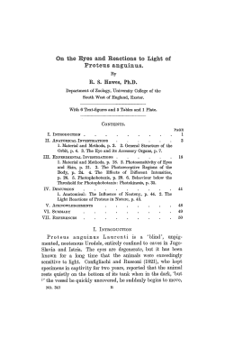 On the Eyes and Reactions to Light of Proteus anguinus.