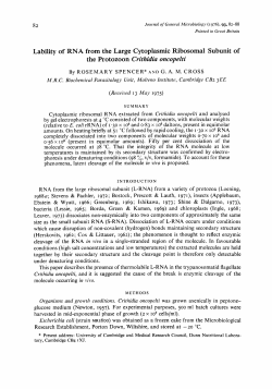 Lability of RNA from the Large Cytoplasmic