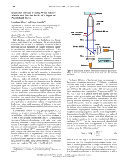 Interleaflet Diffusion Coupling When Polymer Adsorbs onto One