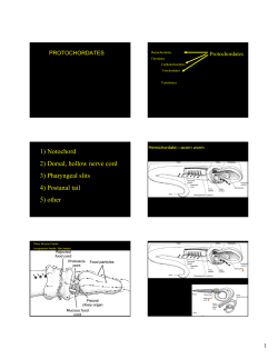 1) Notochord 2) Dorsal, hollow nerve cord 3) Pharyngeal slits 4