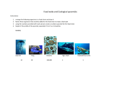 ACTIVITY &ndash; Food webs and Ecological pyramids