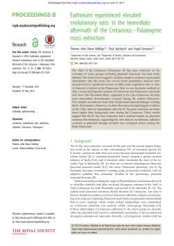Eutherians experienced elevated evolutionary rates in the