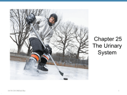 Chap. 25 Urinary system V.9