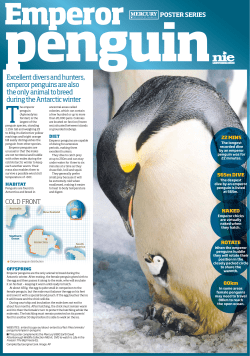Excellent divers and hunters, emperor penguins are