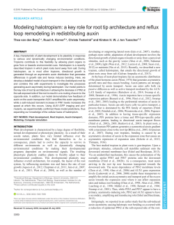 Modeling halotropism: a key role for root tip