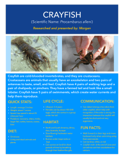 Crayfish by Morgan - Allendale Columbia