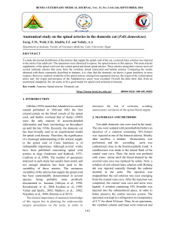 Anatomical study on the spinal arteries in the domestic cat (Felis