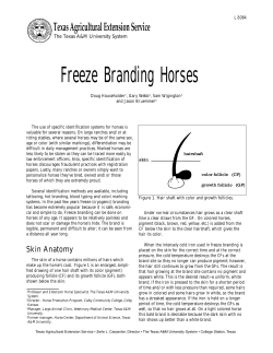Freeze Branding Horses - AgriLife Extension County Offices