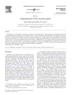 Organogenesis of the exocrine gland - ITS