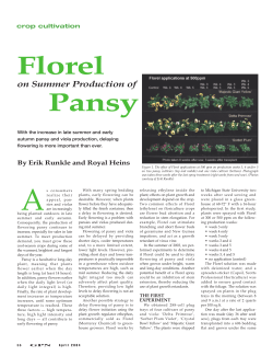 Florel on summer production of pansy - MSU Floriculture