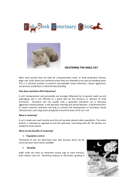 Neutering the Male Cat