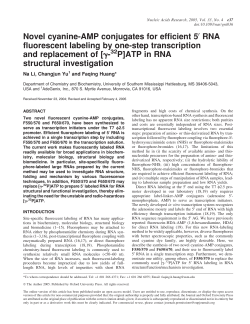 Novel cyanine-AMP conjugates for efficient 5&prime; RNA fluorescent